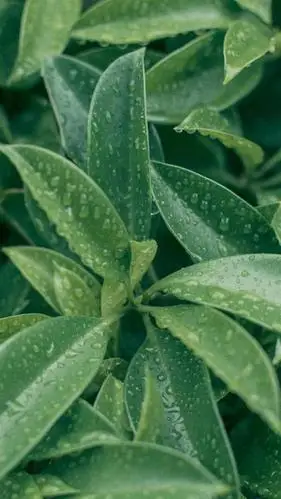 绿色植物护眼锁屏