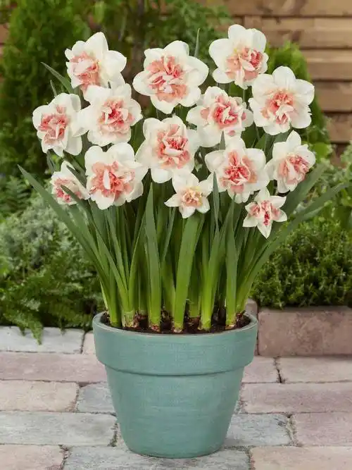 水仙花怎么养水培水仙花正确养法