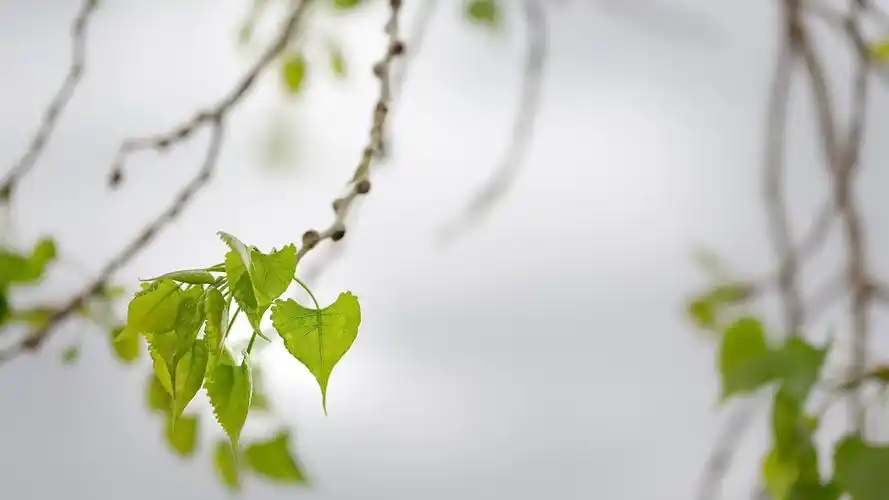 下载桌布 1600x900 春天,绿色的树叶,树枝,散景 桌面背景