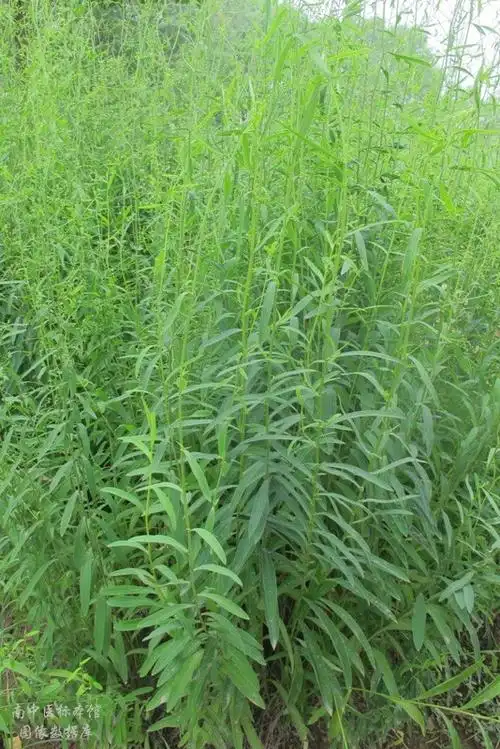 柴胡_原植物图片——中药标本馆与药用植物园图像数据库