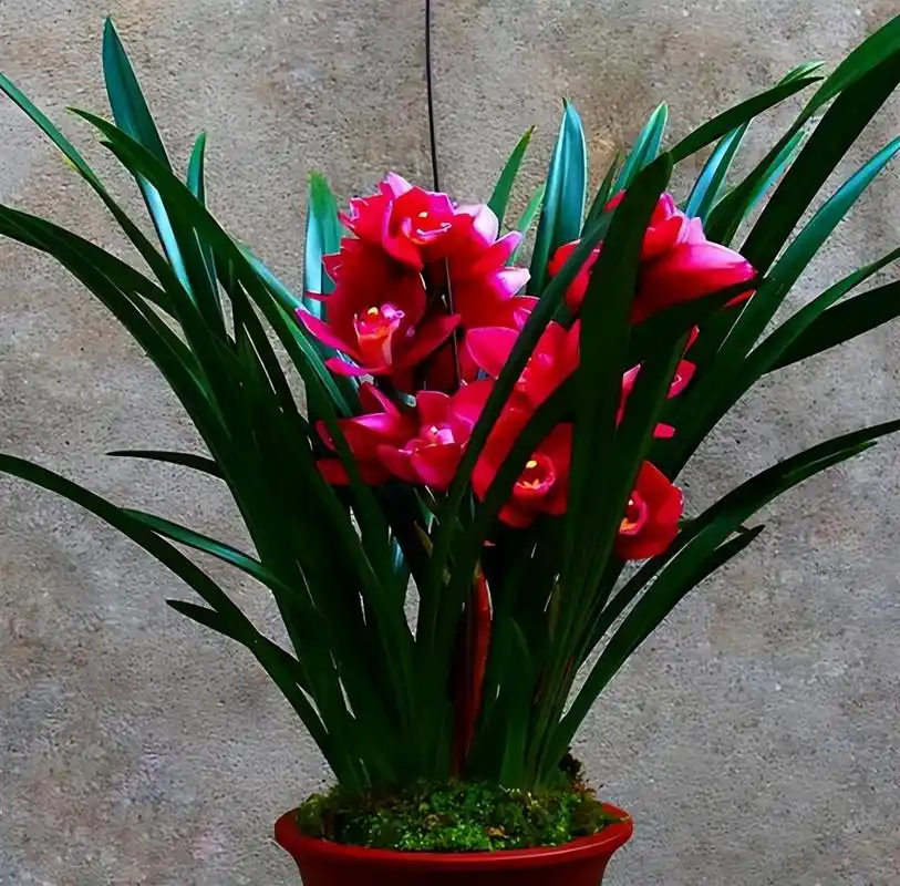 养兰试试大将军兰花,花色艳丽,好养易活爱开花