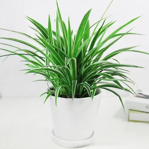 爱优尚金边吊兰盆栽绿植办公桌室内客厅植物净化空气上海杭州送花