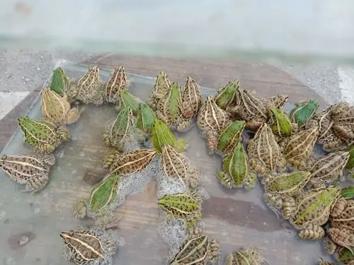 潮水塘青蛙养殖场