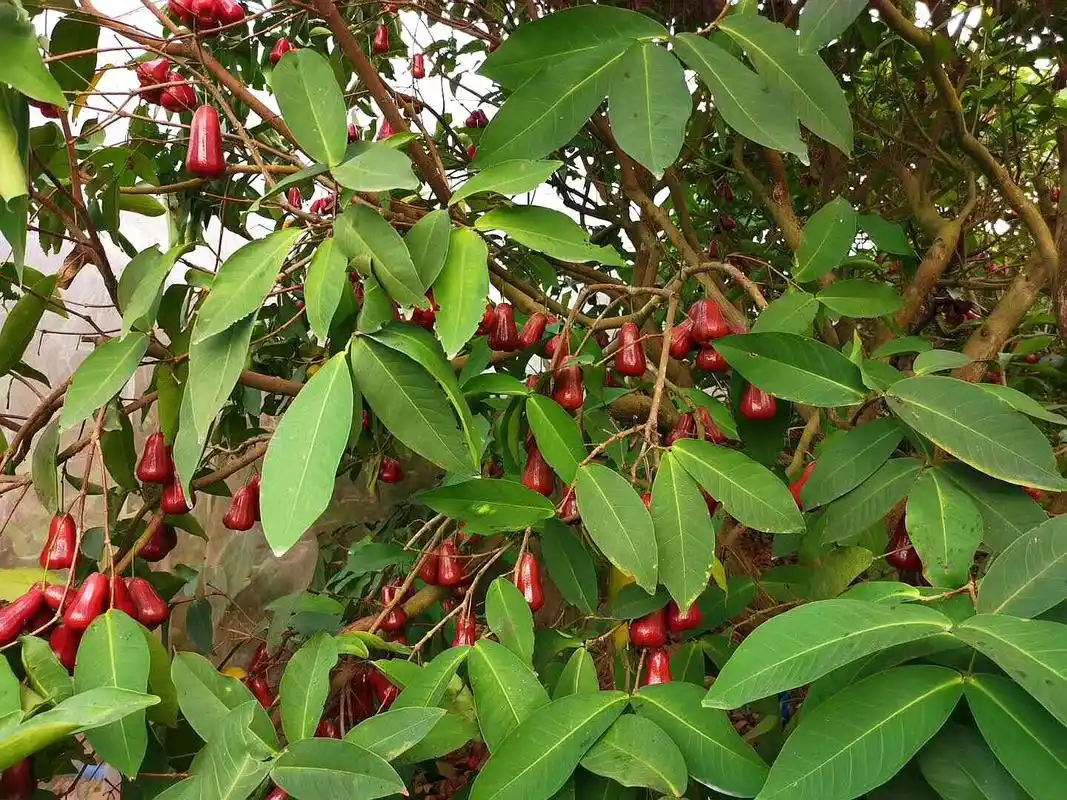 满树硕果累累的果实,红遍了果园的莲雾掉一地真为农民伯伯心疼.