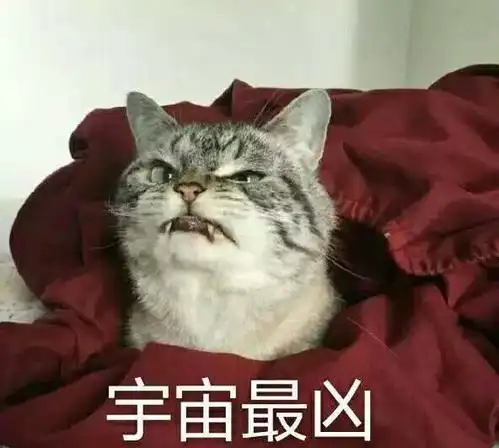 猫咪超凶表情包