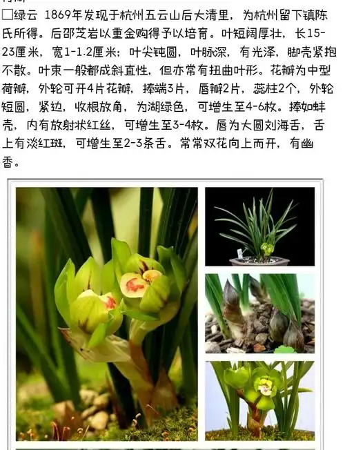 中国兰花春兰篇卷一