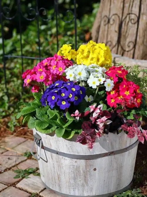 冬日盆花 | 好看好养的欧报春