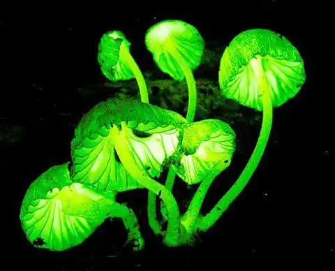 发光蘑菇照亮了整片森林