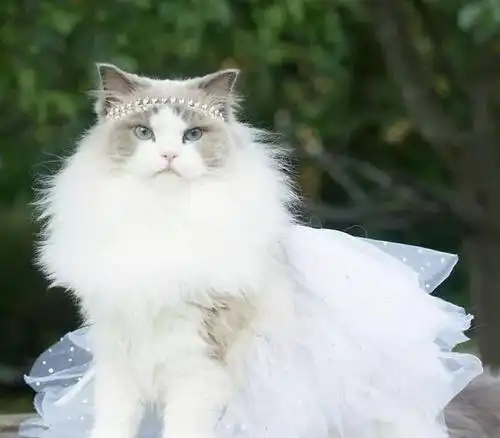 一只瑞典的布偶猫,她真的活成了公主的样子