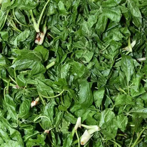 五加新鲜山野菜嫩芽刺拐老虎500g3件包邮蘸酱菜其它