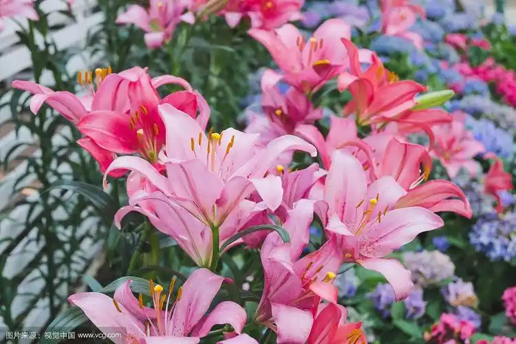 美丽的粉红色百合花在植物园的花卉装饰