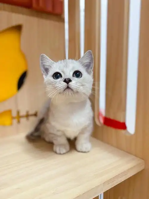 银渐层曼基康矮脚猫 广州 一针一驱 赶快带走