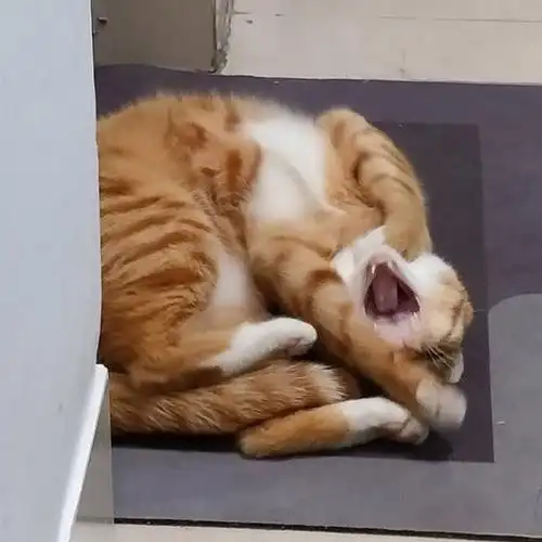 小猫咪睡姿合集