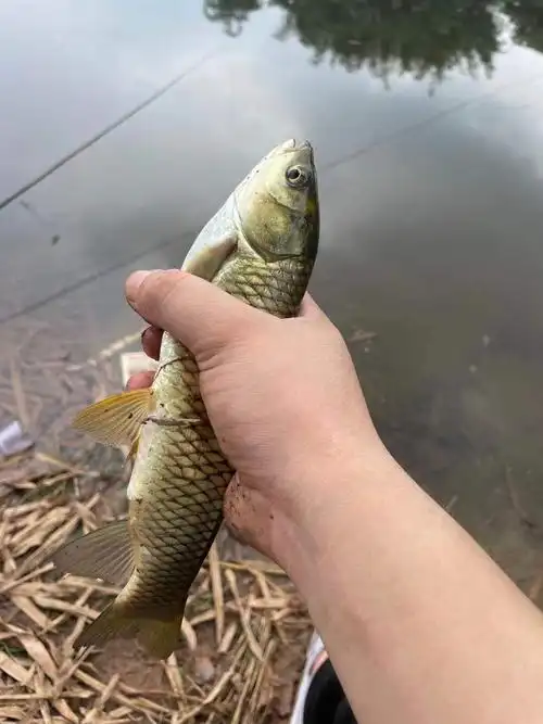 【随拍】小草鱼 - powered by discuz!