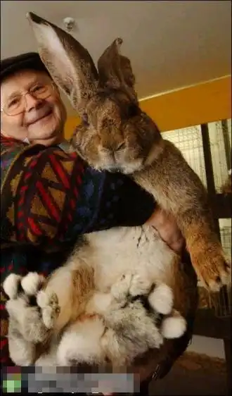 组图:世界第一胖兔!英国一只巨型兔子体重达50斤