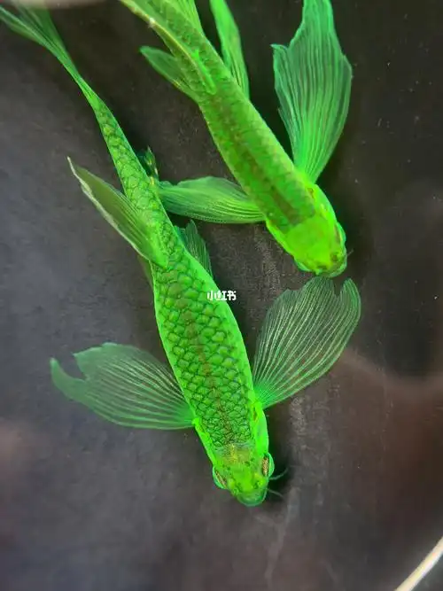 鱼游暗夜绿斑马鱼繁殖记录