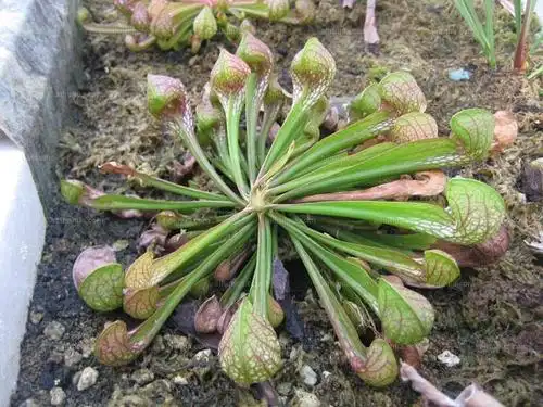 鹦鹉瓶子草图片