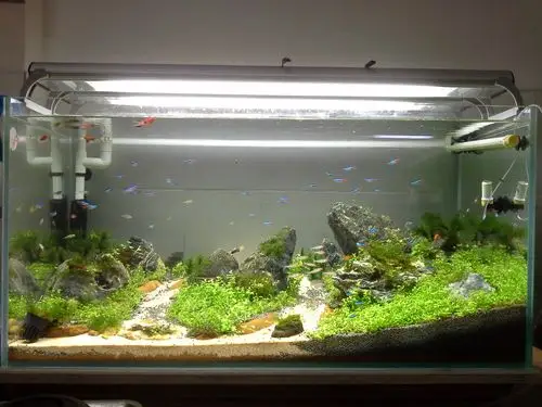 新手玩草缸三个月-第二弹之~真不容易呀~!