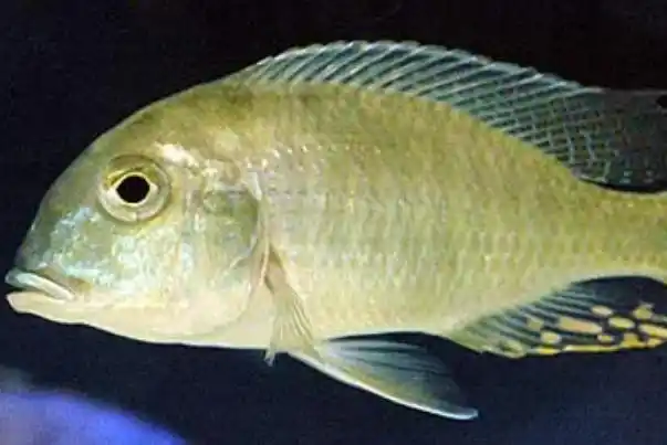 长翅龙占丽鱼:尼罗罗非鱼(分布在非洲,中南美热带地区)_探秘志