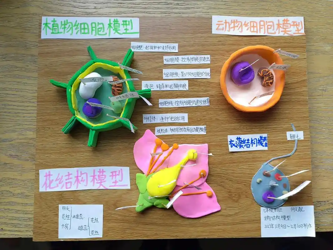 学生生物标本作品 - 抖音