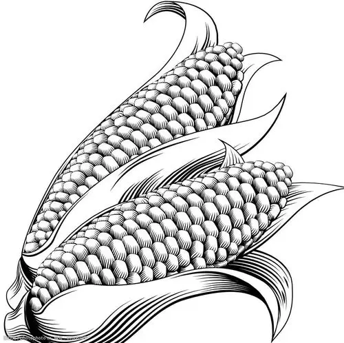 手绘玉米矢量素材图片