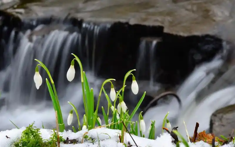雪莲鲜花雪瀑布壁纸
