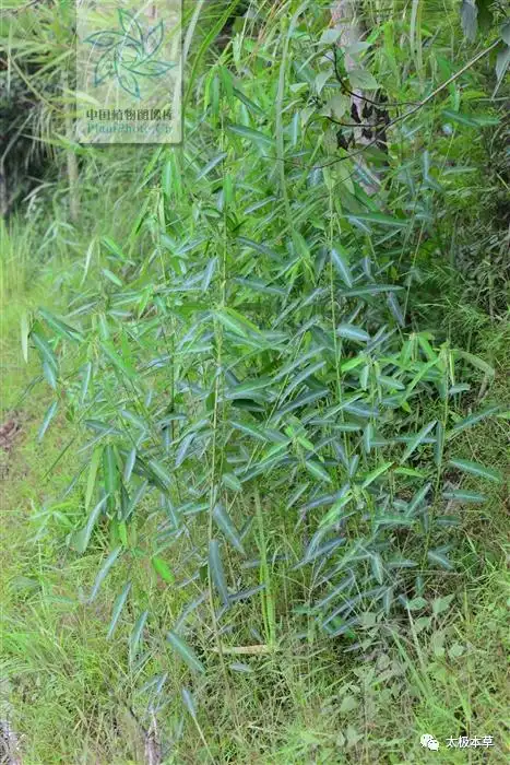 别名红毛母鸡草,唱合草,风流草,自动草生于丘陵,山坡或山沟小灌丛中.