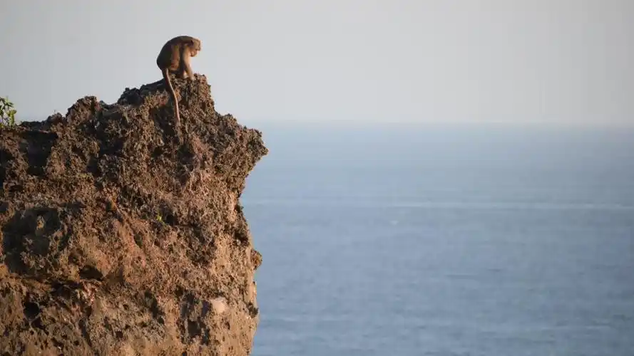 海边悬崖上的猴子