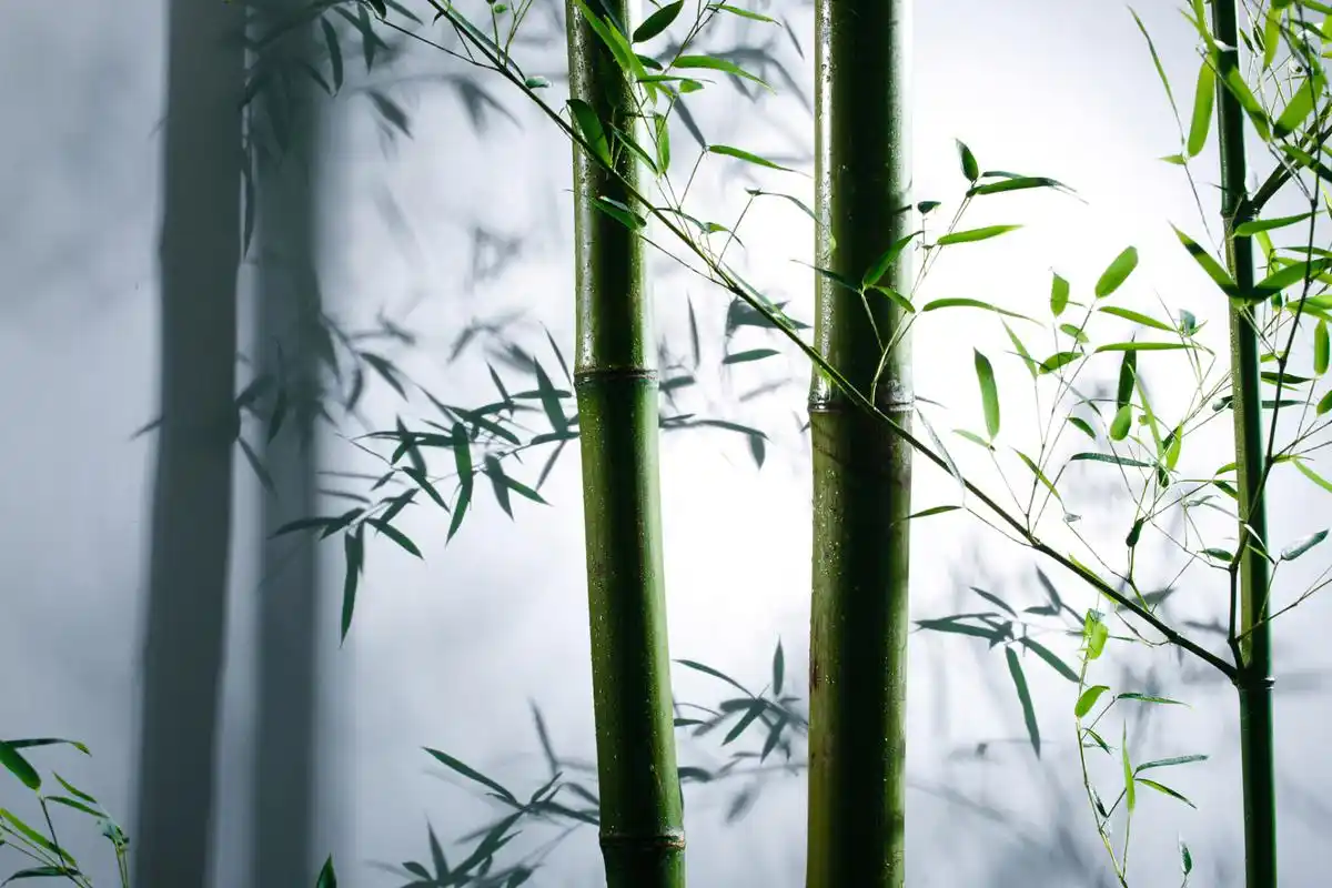 在静谧的竹林里, 听取竹叶的低语, 感受竹笋的勃发