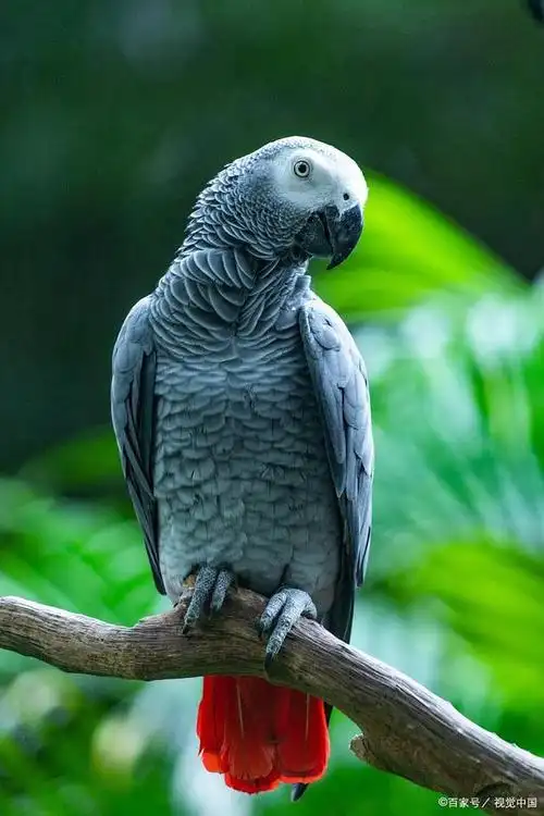 非洲灰鹦鹉