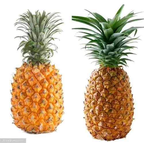 通过观察图片,了解菠萝与凤梨的特点,并进行对比区分