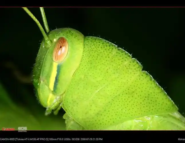 体色为鲜艳的绿色,头,胸具凹凸不平