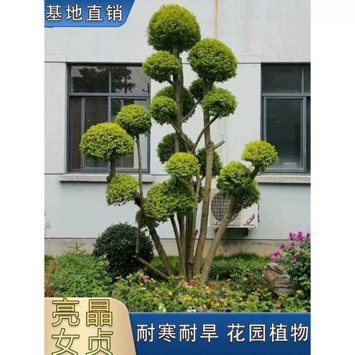 亮晶女贞庭院绿化植物金叶女贞球树苗四季常青花镜植物造型树易养