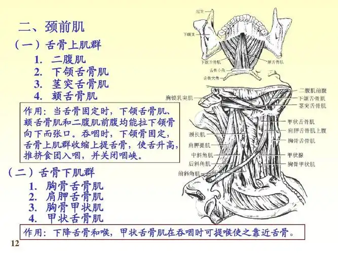 颏舌骨肌 作用:当舌骨固定时,下颌舌骨肌
