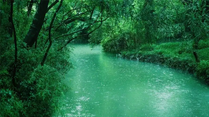 养眼绿色雨后植物高清桌面壁纸
