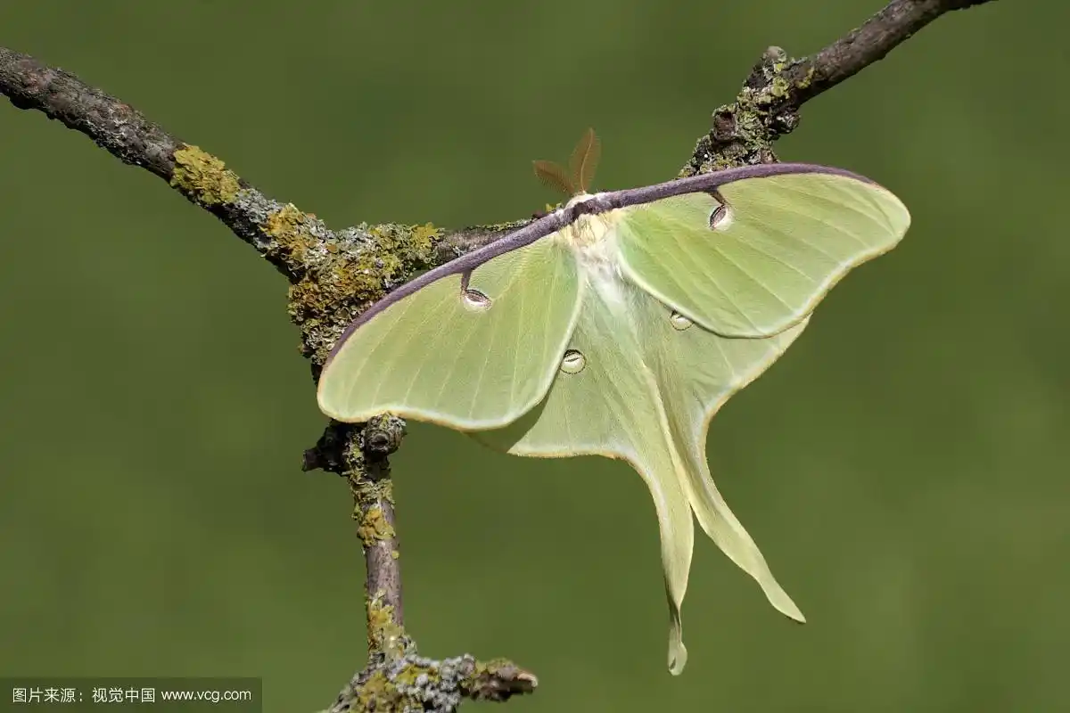 月蛾(actias月蛾),成年雄性,种畜,栖息在地衣覆盖的树枝上