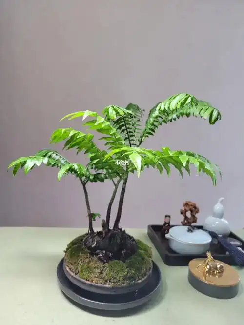 观音莲座蕨五福临门