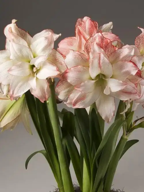 虹越荷兰重瓣朱顶红