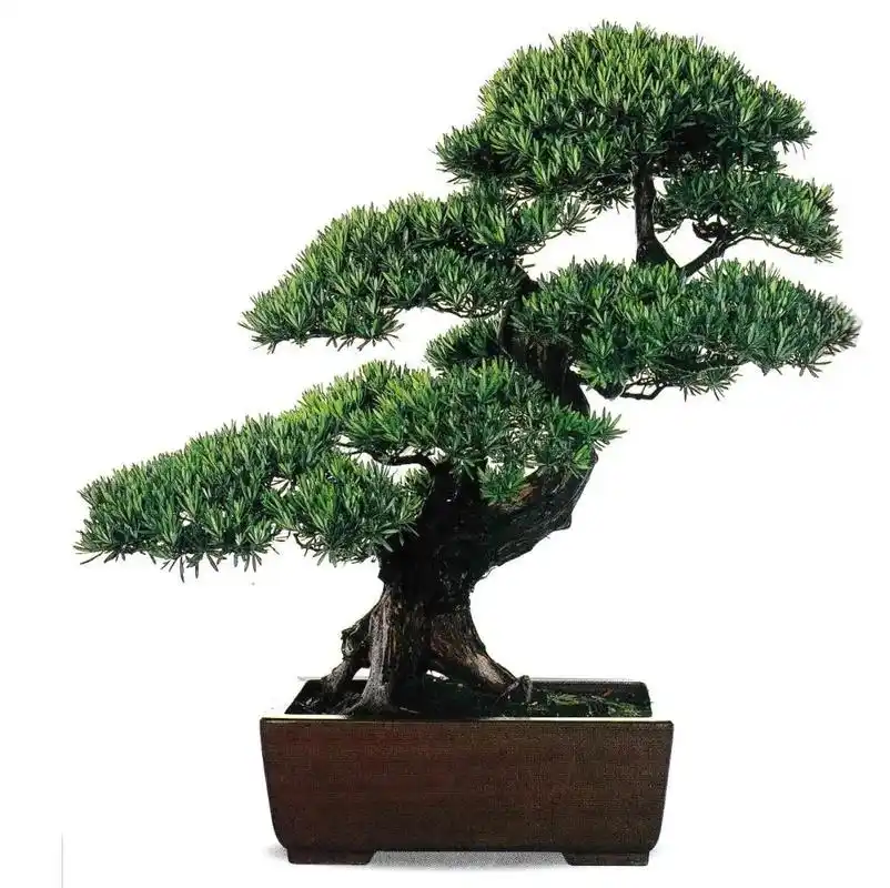 海派盆景常用树种——罗汉松