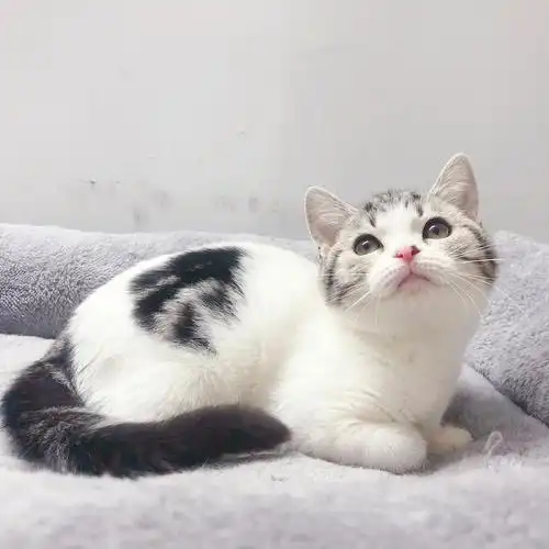 家养双血统美短高白妹妹4月龄