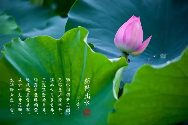 出淤泥而不染,濯清涟而不妖