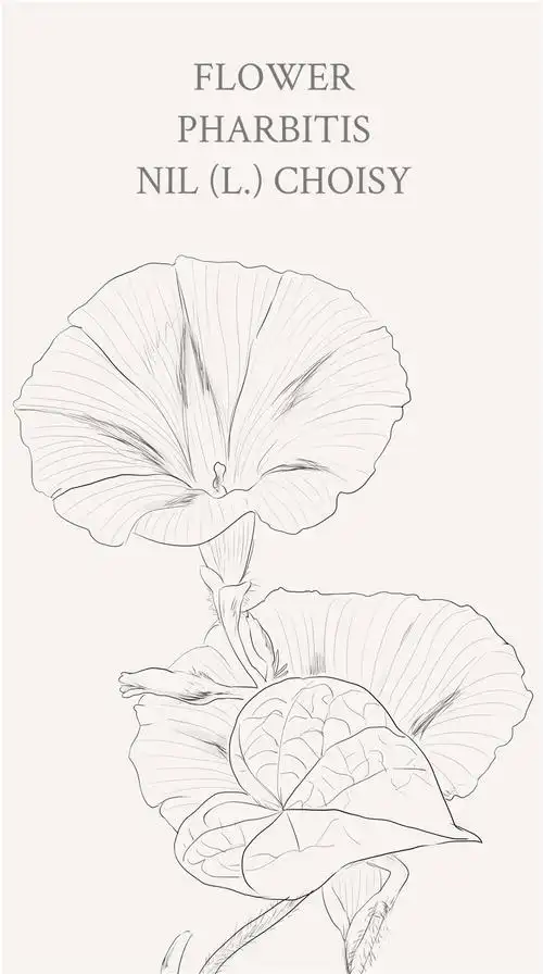 牵牛花,原名:牵牛,别名:喇叭花,筋角拉子,大牵牛花,勤娘子,拉丁文名