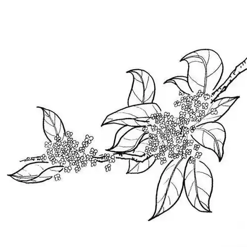 桂花怎么画简笔画图片