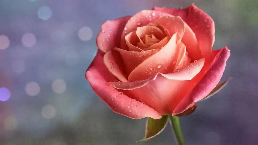 粉色玫瑰,娇艳欲滴,桌面壁纸