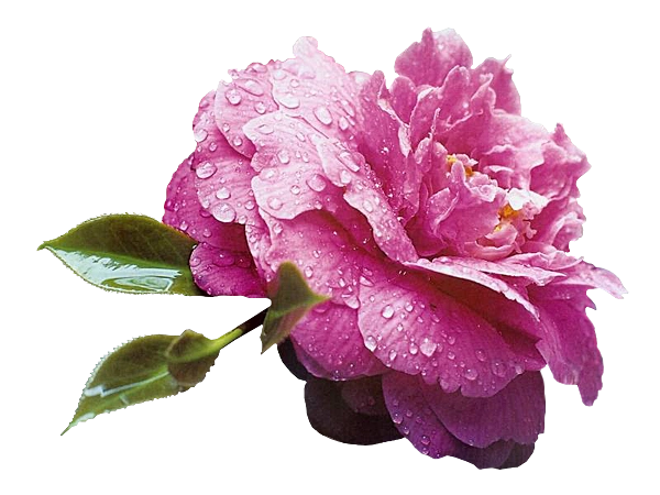 ps免抠素材史上最全的花类png透明素材293pps吧百度贴吧