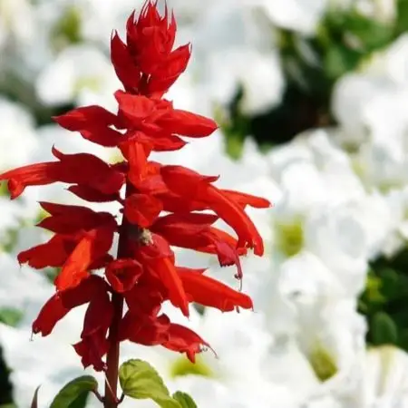 花籽一串红种子 一串红 花种子大全