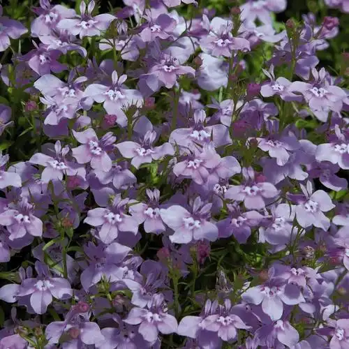 中世花卉好物精选|"六倍利":今儿个就告诉你"靛"色怎么写