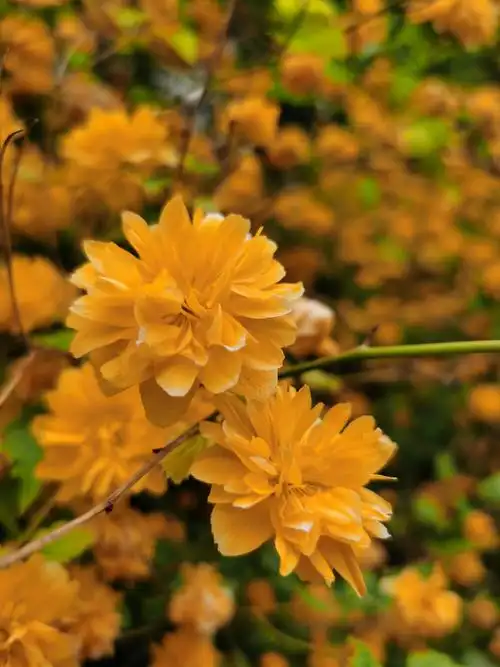 摄影:栗子 地点:北京奥林匹克森林公园 时间:2021/04/27 特别声明:本