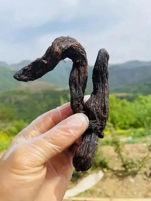 大家快来猜猜黄精有什么副作用