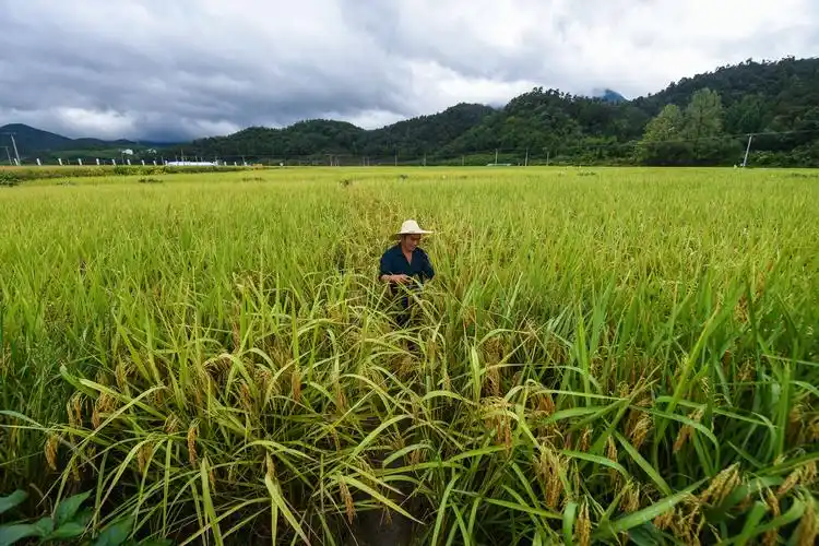 9月17日,钦堂乡种粮大户王建坤在稻田中查看成熟的稻穗.